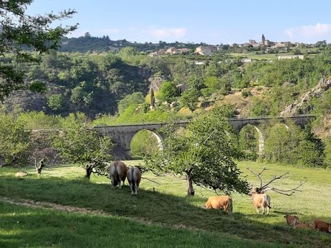 Camping Le Viaduc - Camping Ardeche - Image N°13
