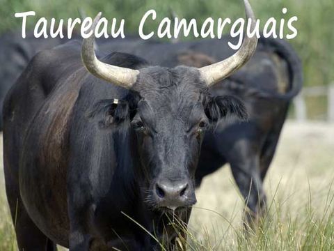 Camping l'Arlésienne - Camping Bouches-du-Rhône - Image N°16