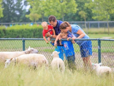 Camping Scheldeoord - Camping Borsele