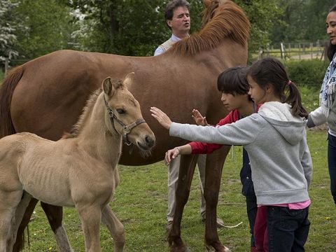 Camping Domaine du Lieu Dieu - Camping Somme - Image N°24