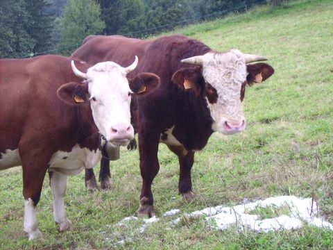 Camping L'Air du Temps  - Camping Cantal - Image N°13