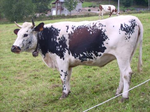 Camping L'Air du Temps  - Camping Cantal - Image N°16
