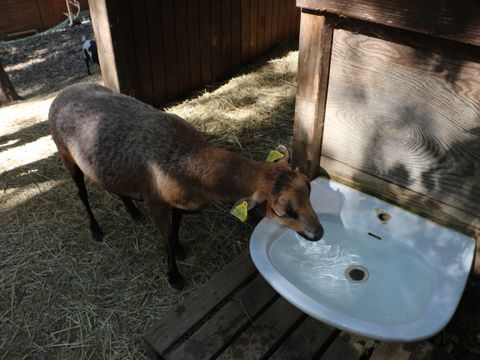 Camping Domaine de Gaujac - Camping Paradis - Camping Gard - Image N°20