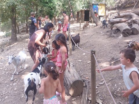 Camping Domaine de Gaujac - Camping Paradis - Camping Gard - Image N°19