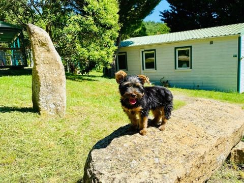 Flower Camping la Pibola - Camping Ariège - Afbeelding N°5