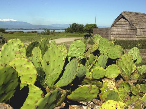 Camping La Marina de Canet - Camping Pyrénées-Orientales - Image N°30