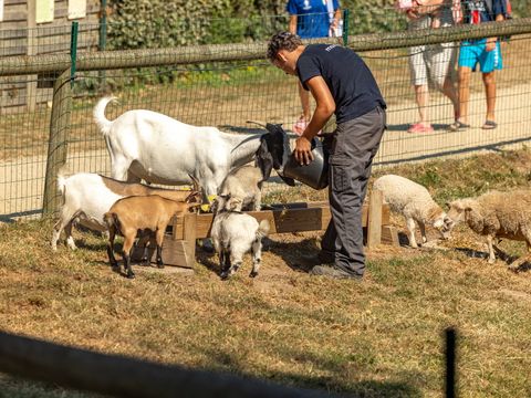 Camping la Grande Métairie de Kermario - Camping Morbihan - Image N°20