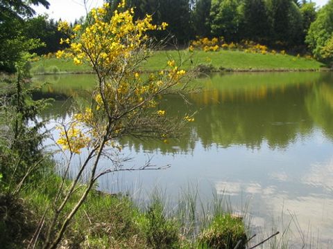Camping de l'Etang - Camping Cantal - Image N°3