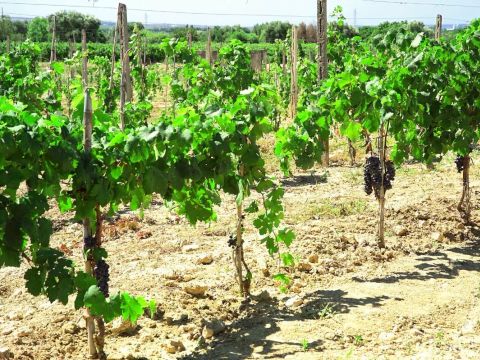 Camping La Masseria - Camping Lecce - Image N°59