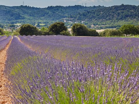 Camping Verdon Parc  - Camping Alpes-de-Haute-Provence - Image N°27