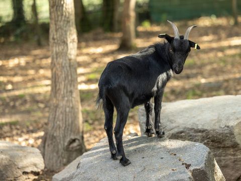 Camping Domaine de Bréhadour   - Camping Loire-Atlantique - Image N°21