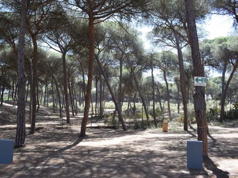 Emplacement - Parcela Estandar para tiendas con sombra natural