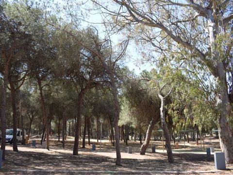Emplacement - Parcela Estandar para autocaravanas con sombra natural