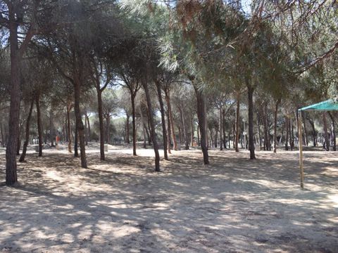 Emplacement - Parcela plus para caravanas con sombra natural