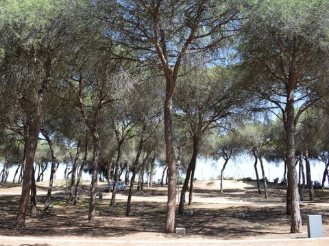 Emplacement - Parcela plus para tiendas con sombra natural