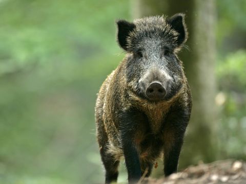 TENTE 6 personnes - Tentes safari sans sanitaires 6 personnes
