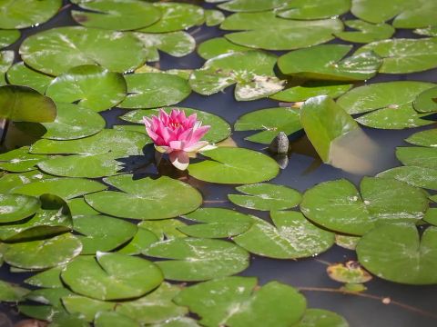 Flower Camping Le Pavillon - Camping Vendée - Image N°22