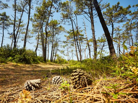 Camping Flower Le Pavillon - Camping Vendée - Image N°19