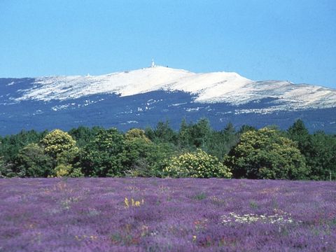Flower Camping Le Dolium - Camping Gard - Image N°28