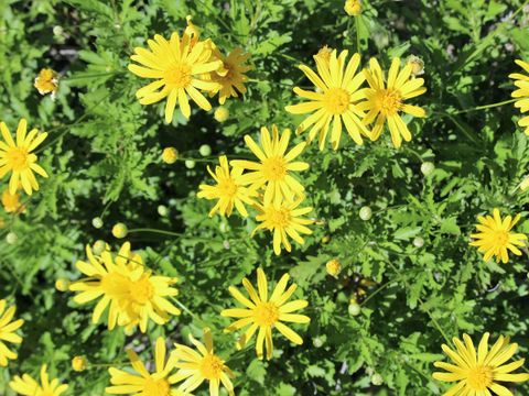 Flower Camping Le Dolium - Camping Gard - Image N°38