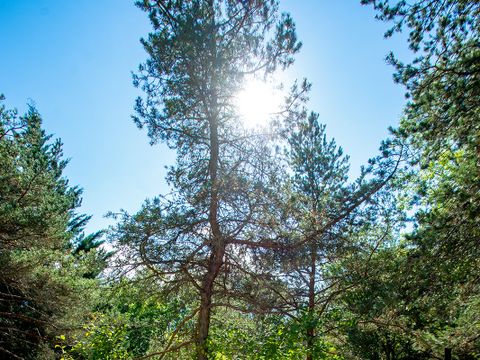 MOBILHOME 6 personnes - (SANS SANITAIRES)