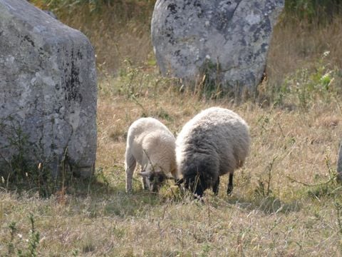 Camping Plijadur - Camping Morbihan - Image N°59