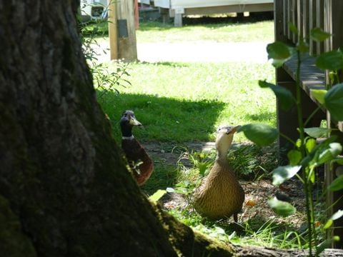 Camping Plijadur - Camping Morbihan - Image N°49