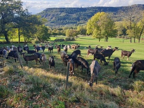 Camping les Rives d'Auzon - Camping Ardèche - Image N°48