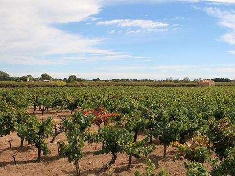 Camping Abri de Camargue - Camping Gard - Image N°74