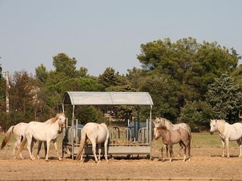 Camping Abri de Camargue - Camping Gard - Image N°86