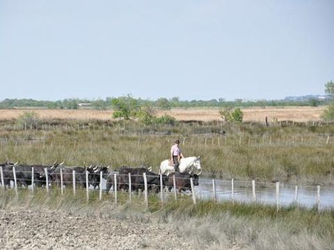 Camping Abri de Camargue - Camping Gard - Image N°74