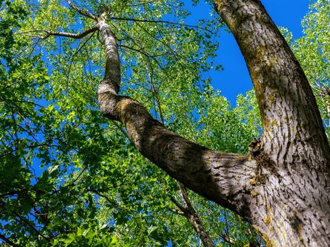 Camping Abri de Camargue - Camping Gard - Image N°93