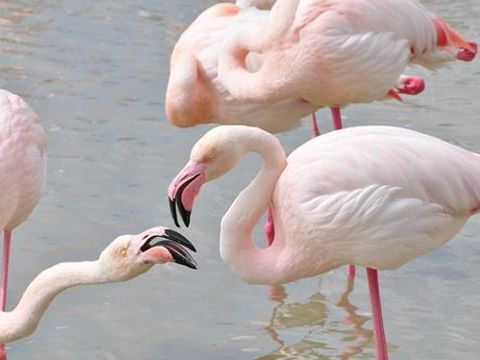 Camping Abri de Camargue - Camping Gard - Image N°77