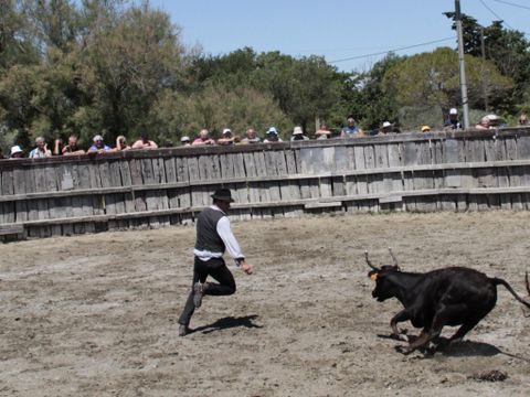 Camping Abri de Camargue - Camping Gard - Image N°91