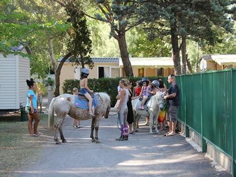 Camping Abri de Camargue - Camping Gard - Image N°69