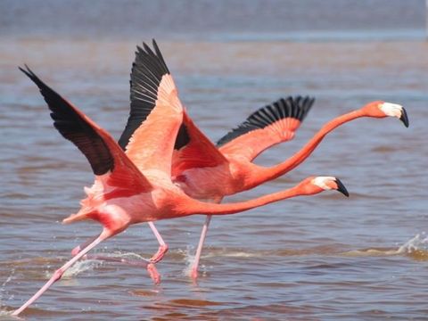 Camping Bon Port - Camping Hérault - Image N°68