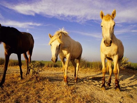 Camping Bon Port - Camping Hérault - Image N°55