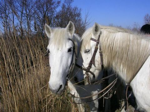 Camping Bon Port - Camping Hérault - Image N°69