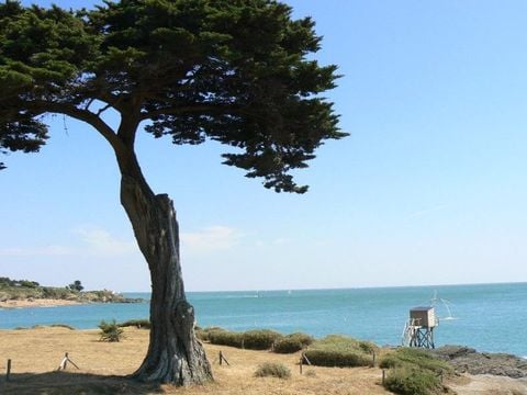Camping Les Brillas - Camping Loire-Atlantique - Image N°53