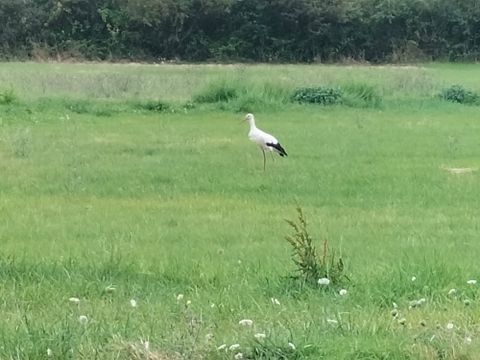 Camping Au Vent des Marais - Camping Vendée - Image N°17