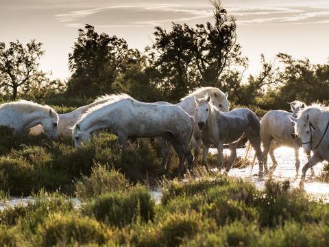 Camping Pascalounet - Camping Bouches-du-Rhône - Image N°36