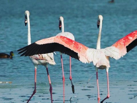 Camping Pascalounet - Camping Bouches-du-Rhône - Image N°37