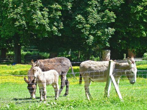 Camping Paradis Val de Trie Camping Paradis Val de Trie - Camping Somme - Image N°17