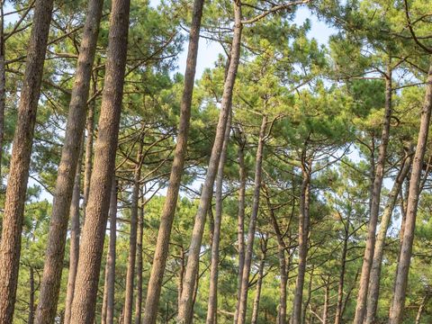 Camping Le Vieux Port - Camping Landes - Image N°52