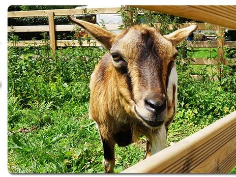 Camping Le Moulin de Rambourg - Camping Vendée - Image N°5