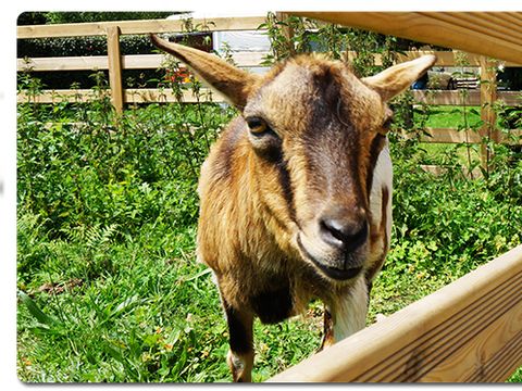 Camping Le Moulin de Rambourg - Camping Vendée