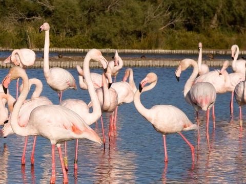 Camping Paradis Bellerive - Camping Gard - Image N°27