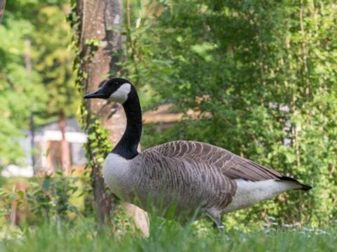 Camping - Le Grand Paris Camping - Le Grand Paris - Camping Val-d'Oise - Image N°23