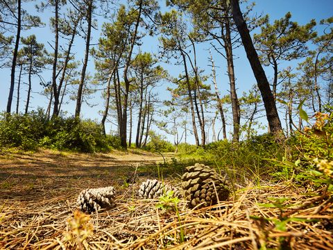 Camping Le Bois Soleil - Camping Vendée - Image N°81