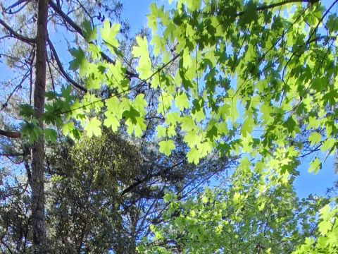 HÉBERGEMENT INSOLITE 2 personnes - Ecolodge Campétoile 1 Pièces 2 Personnes Sans Sanitaire